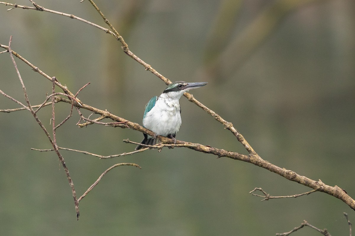 Collared Kingfisher - ML641687465