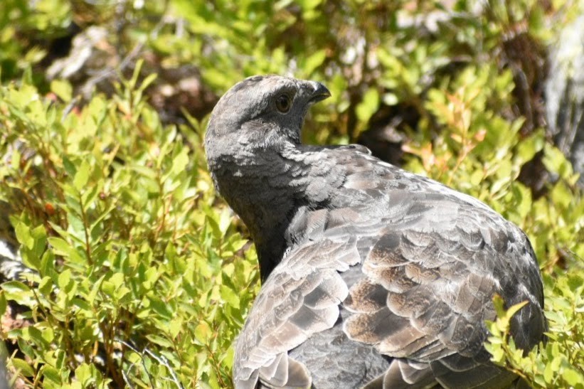 Dusky Grouse - ML641687471