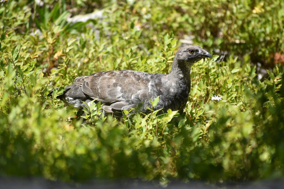 Dusky Grouse - ML641687472
