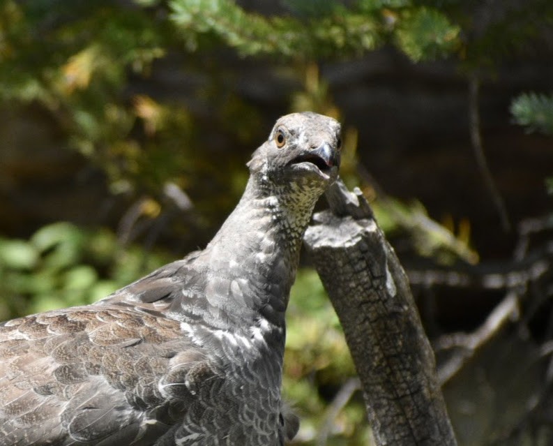Dusky Grouse - ML641687473