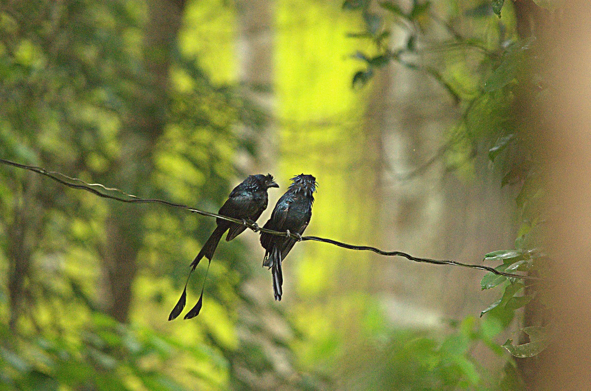 Greater Racket-tailed Drongo - ML641687476