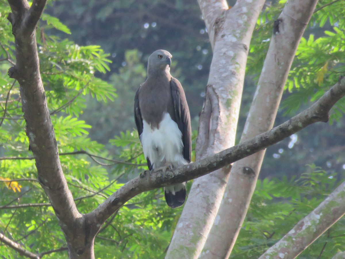 Gray-headed Fish-Eagle - ML641687497