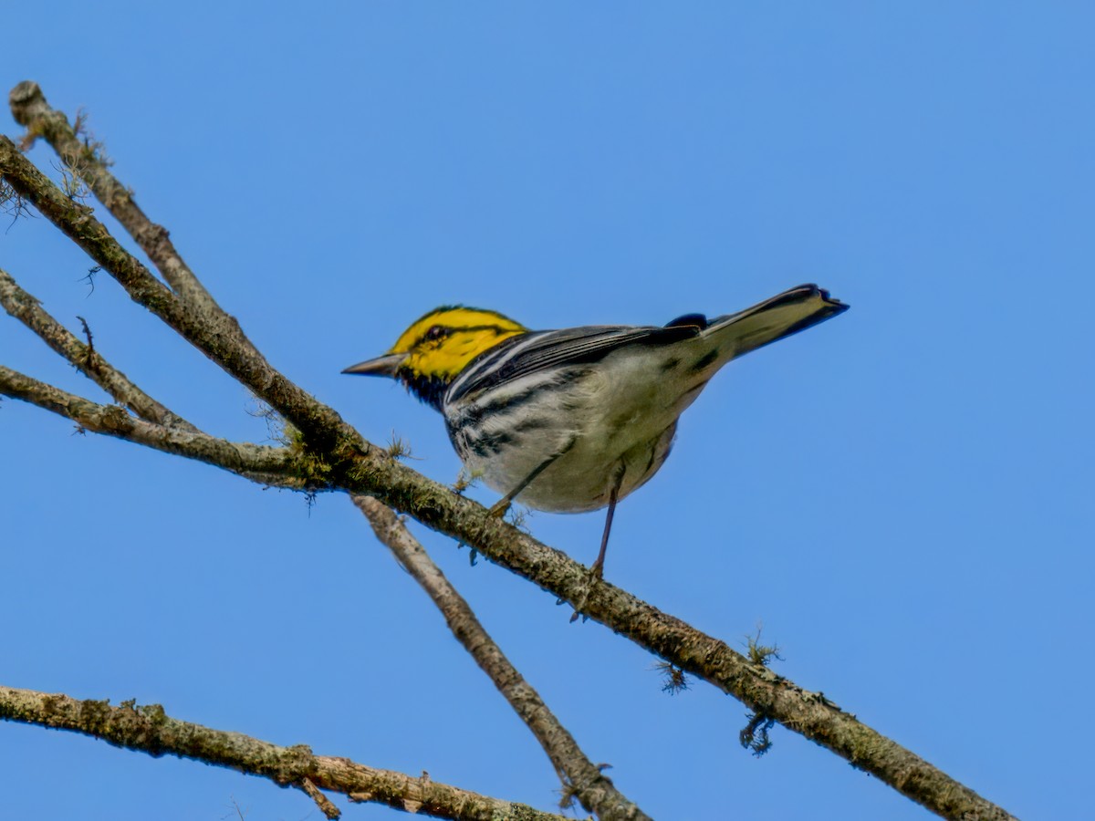 Golden-cheeked Warbler - ML641687508