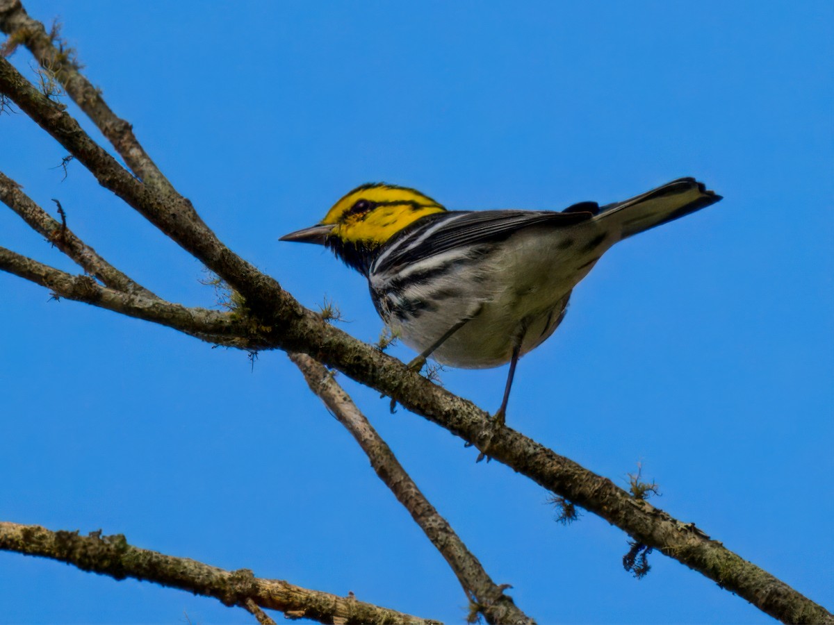 Golden-cheeked Warbler - ML641687510