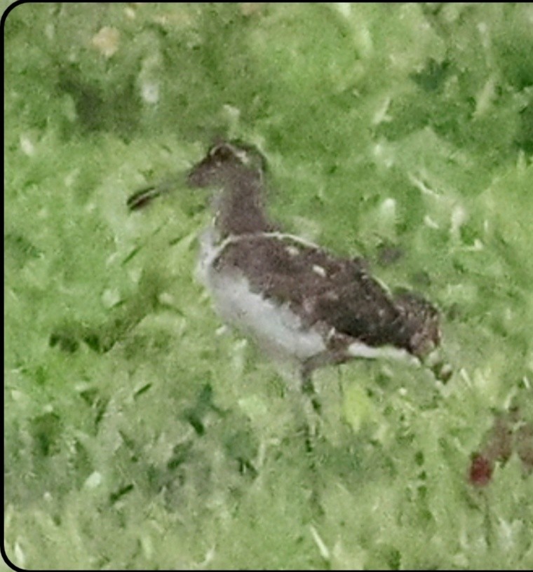 Greater Painted-Snipe - ML641687537