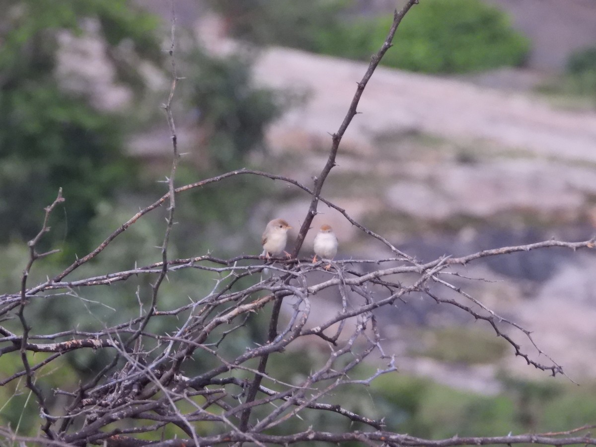 Prinia à front roux - ML641687554