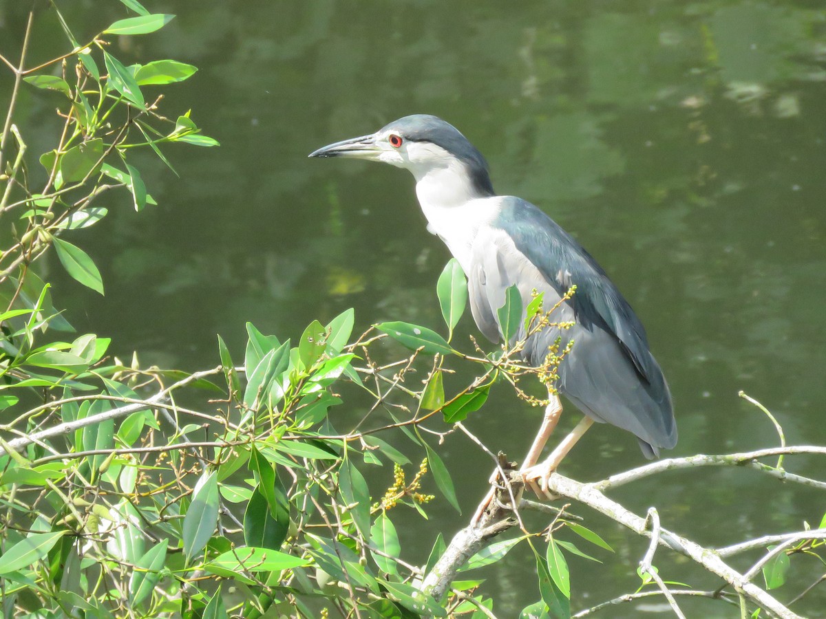 Black-crowned Night Heron - ML641687571