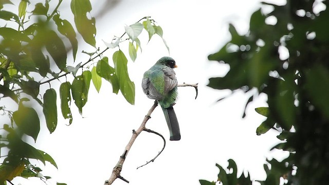 Meksika Trogonu - ML641687584