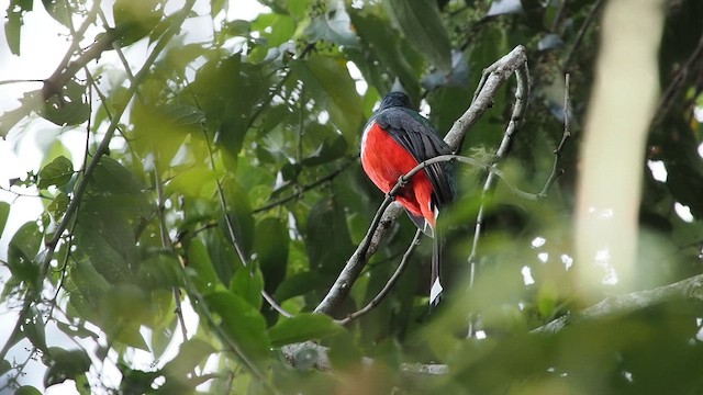 Meksika Trogonu - ML641687585