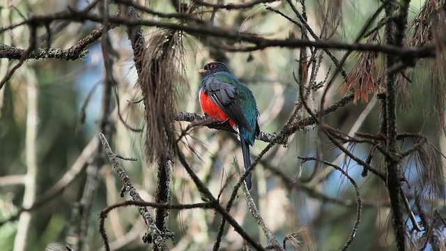 Meksika Trogonu - ML641687586