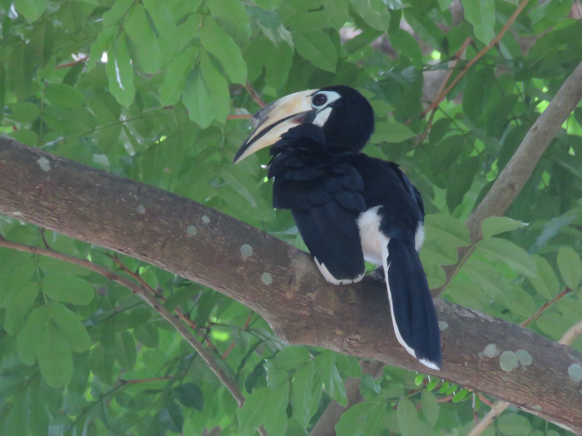 Oriental Pied-Hornbill - ML641687605