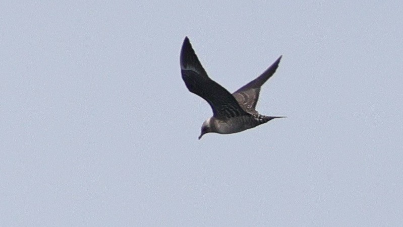 Long-tailed Jaeger - ML641687607