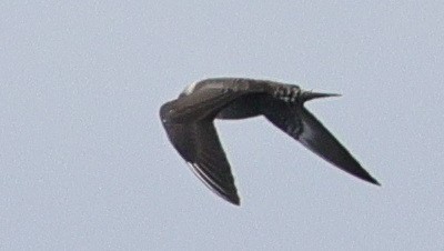 Long-tailed Jaeger - ML641687610