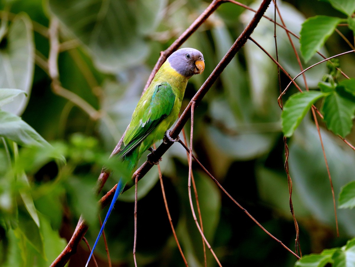 Plum-headed Parakeet - ML641687664