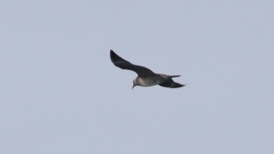 Long-tailed Jaeger - ML641687667