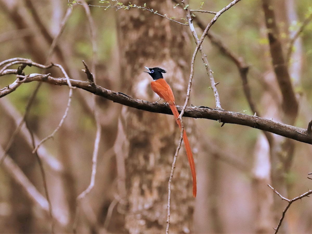 カワリサンコウチョウ - ML641687668