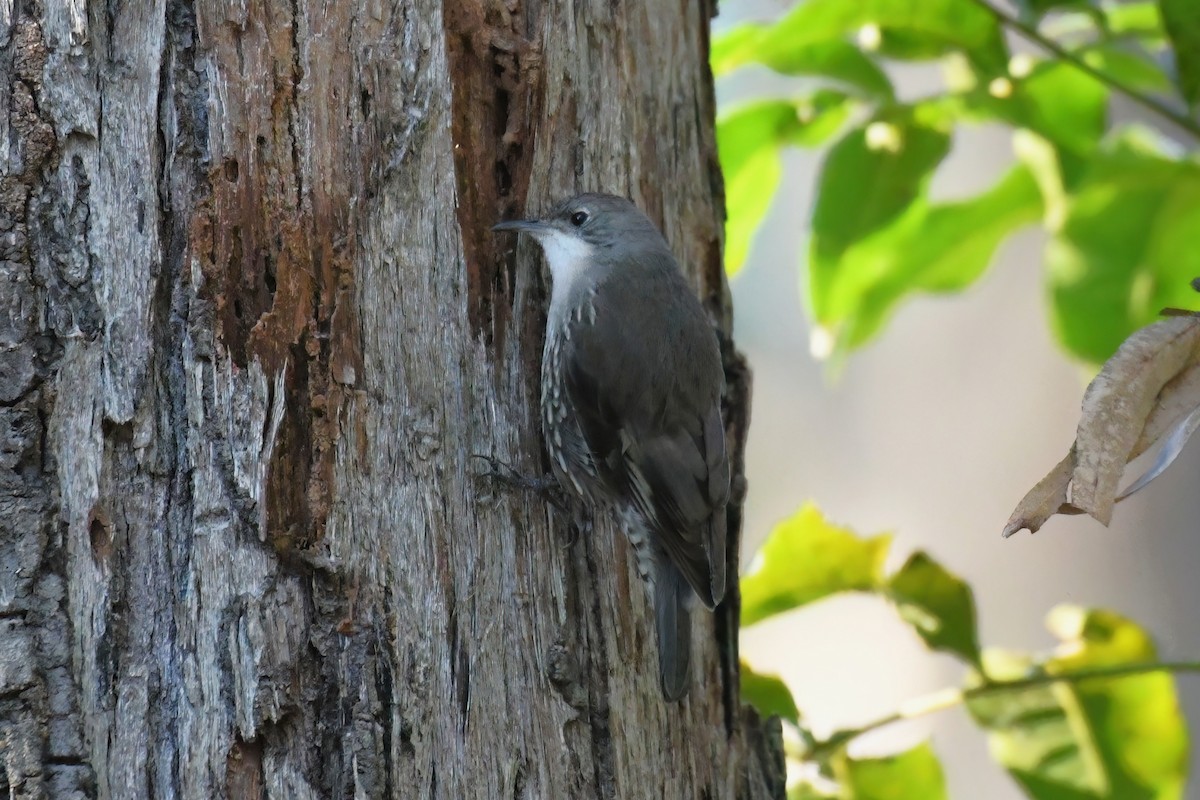 White-throated Treecreeper - ML641687674