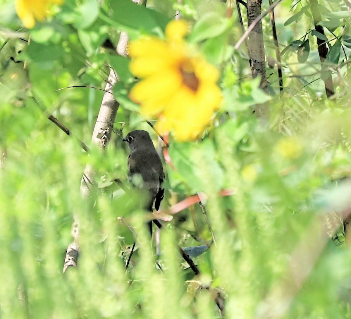 Least Flycatcher - ML641687678