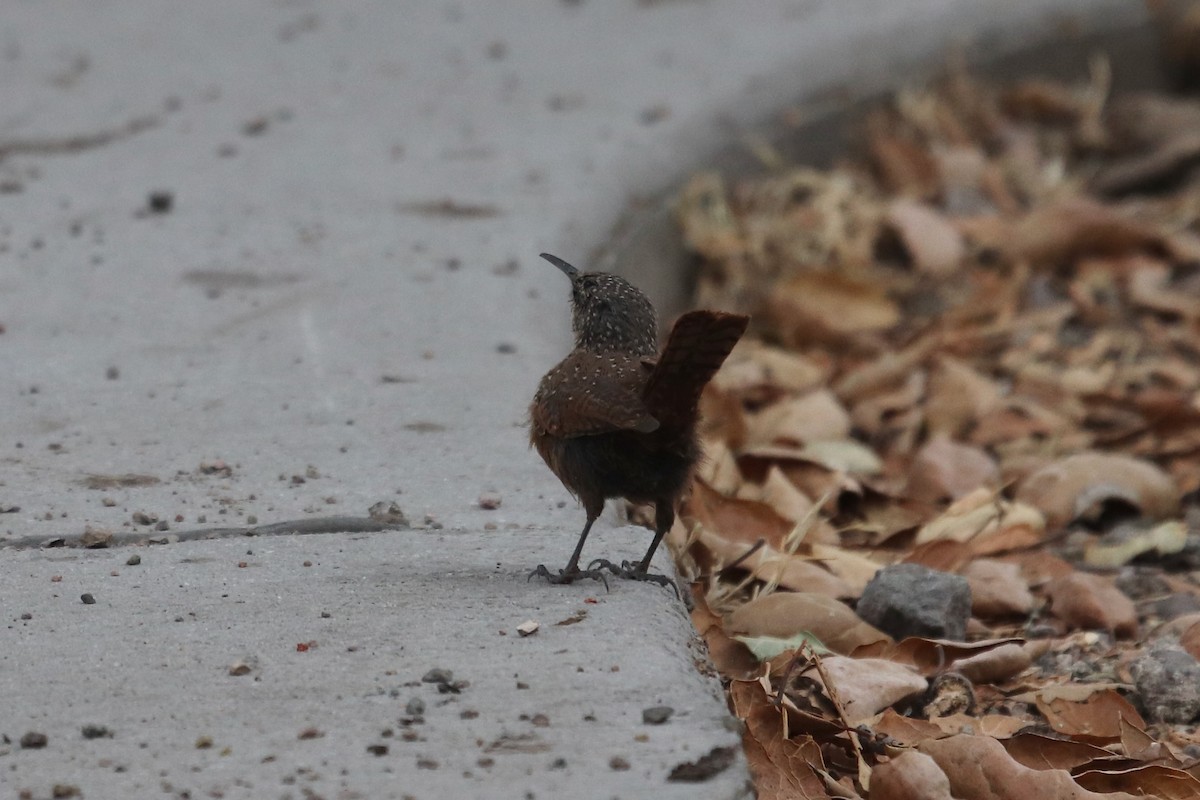 Canyon Wren - ML641687687