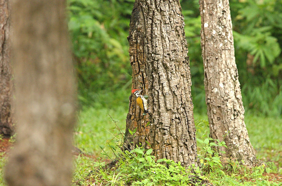 Common Flameback - ML641687711