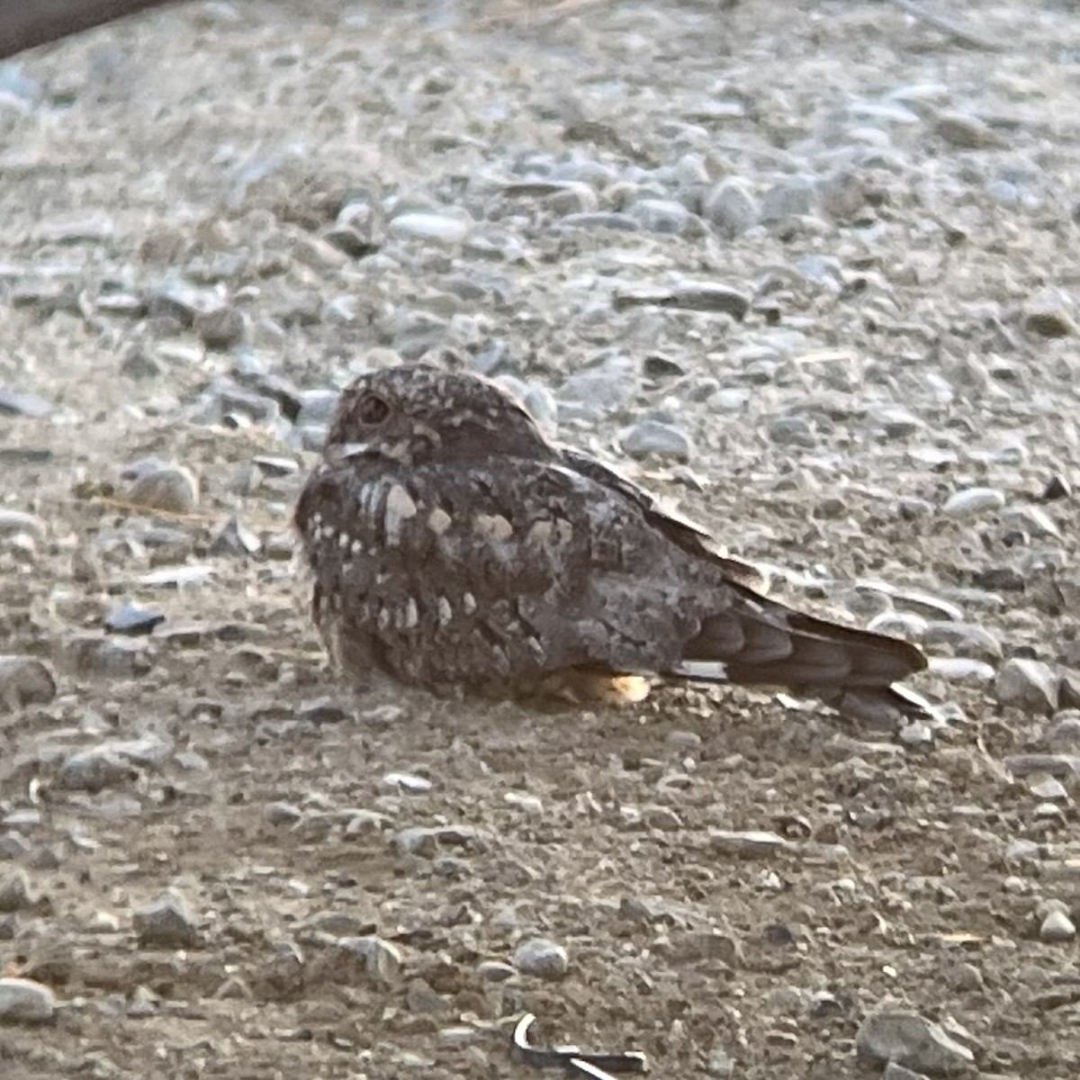 Lesser Nighthawk - ML641687773