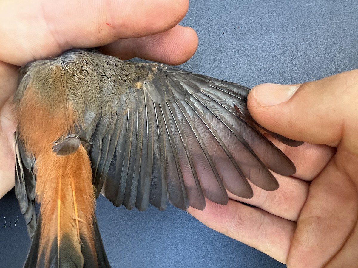 Micronesian Rufous Fantail (Marianas) - ML641687787