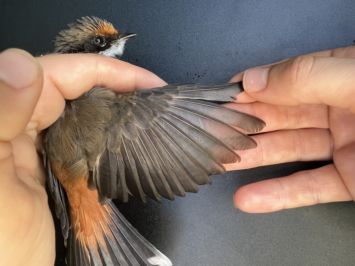 Micronesian Rufous Fantail (Marianas) - ML641687788