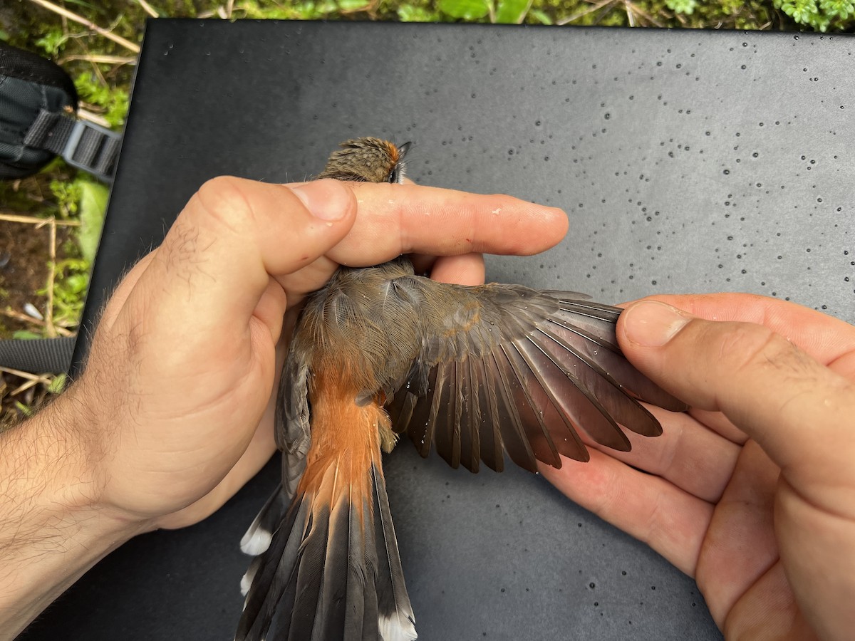 Micronesian Rufous Fantail (Marianas) - ML641687790