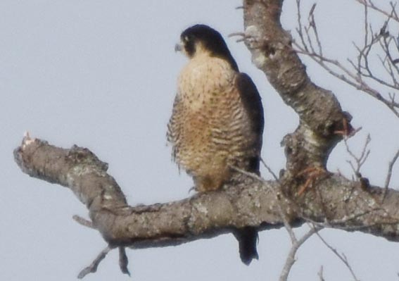 Halcón Peregrino - ML641687800