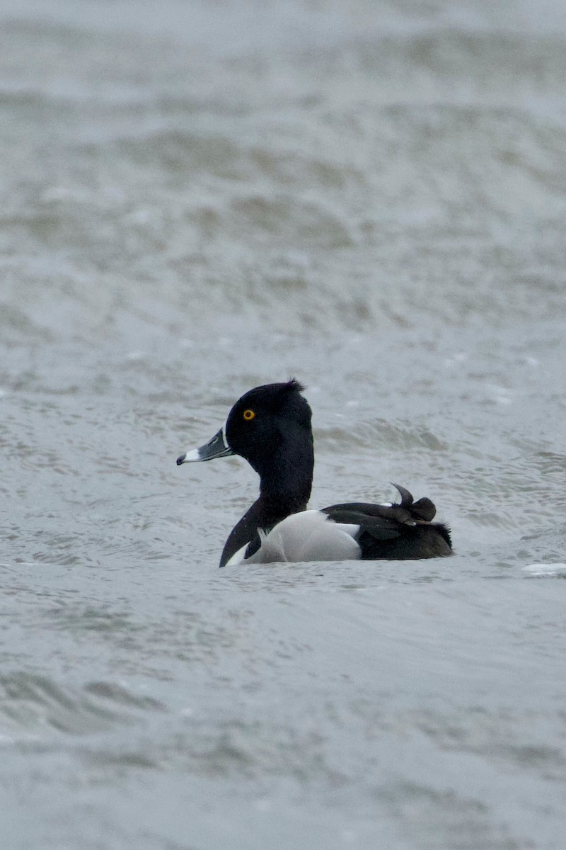 Ring-necked Duck - ML641687825