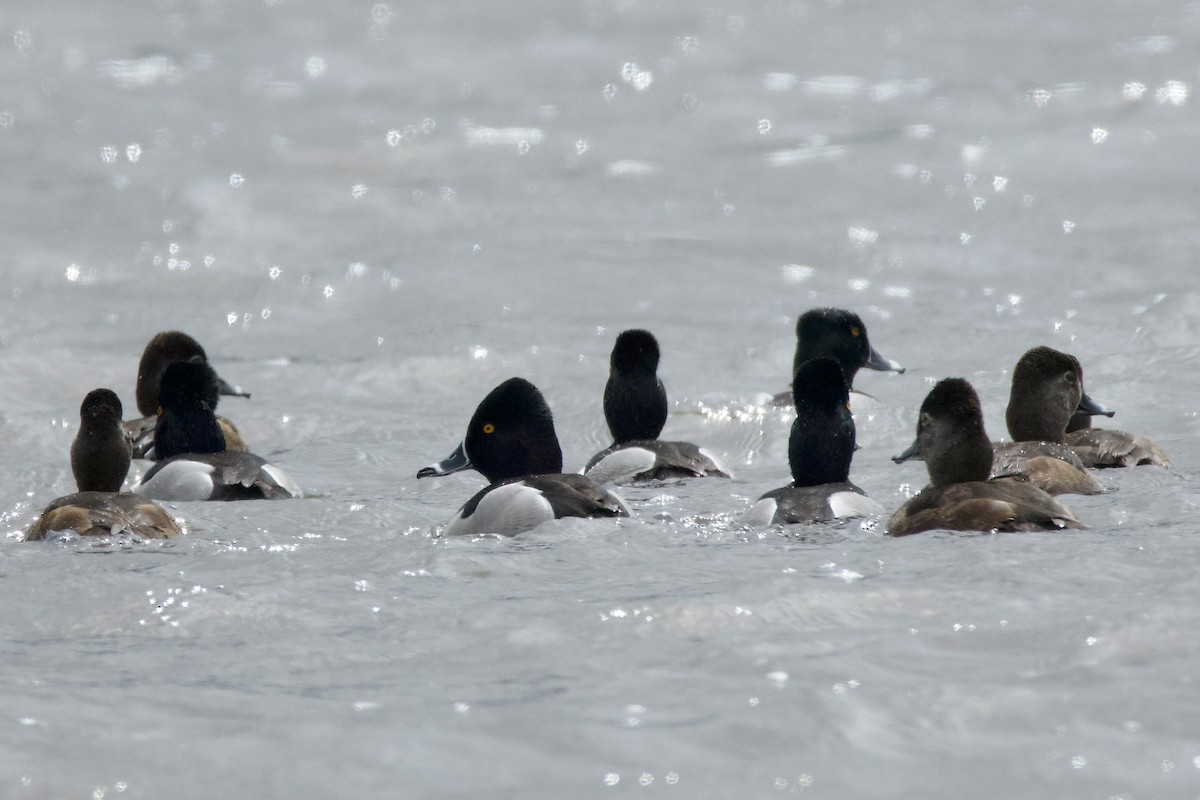 Ring-necked Duck - ML641687826