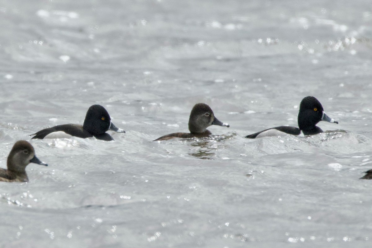 Ring-necked Duck - ML641687827