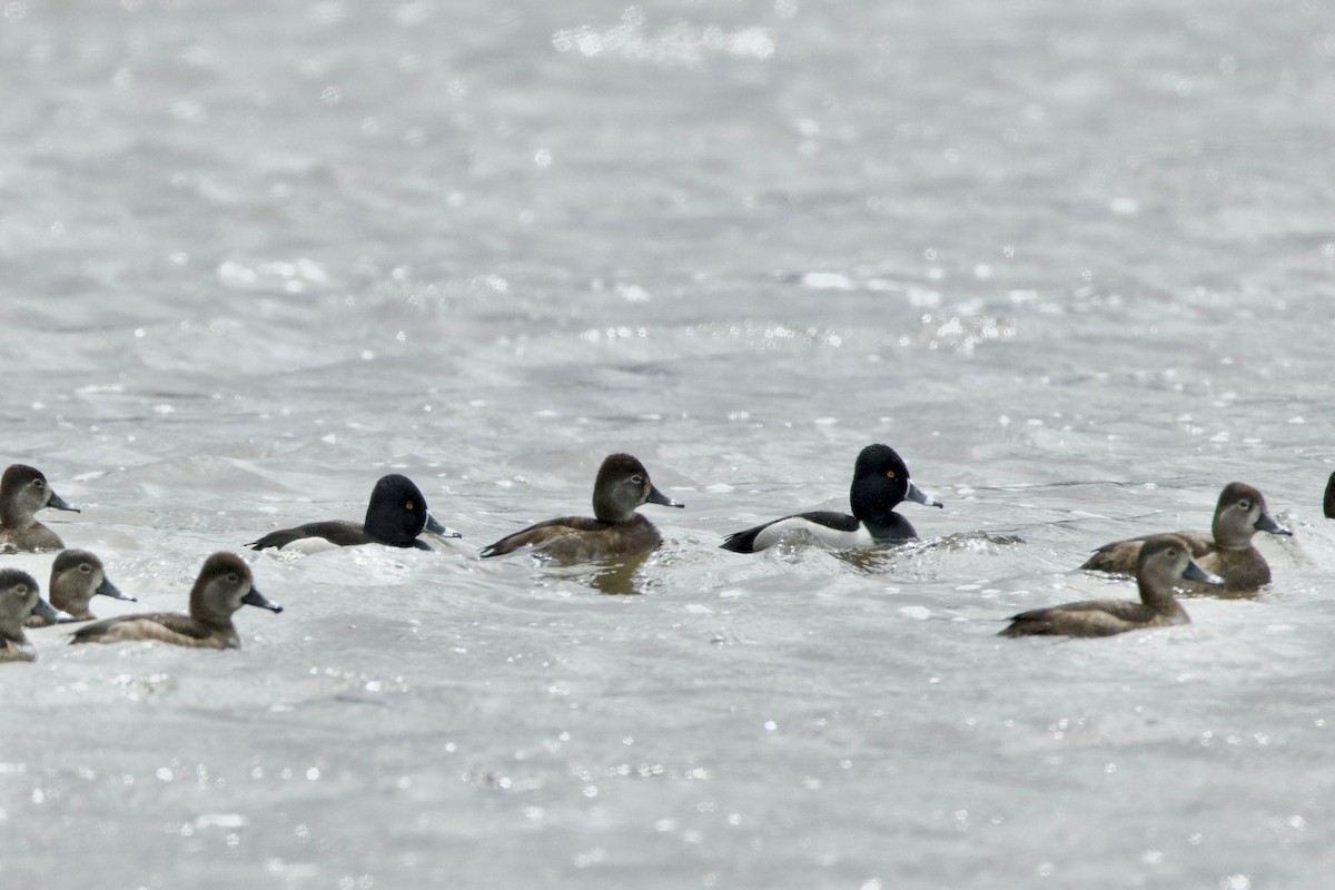 Ring-necked Duck - ML641687828