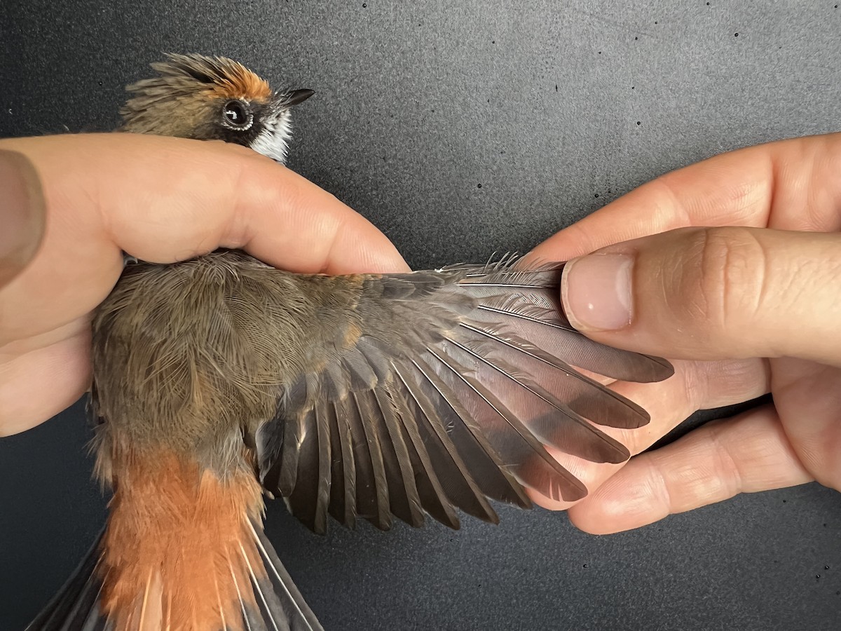 Micronesian Rufous Fantail (Marianas) - ML641687854