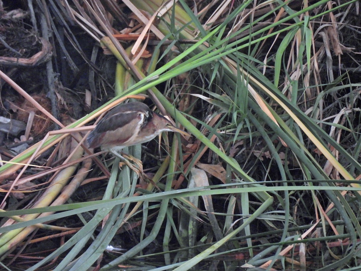 Least Bittern - ML641687866