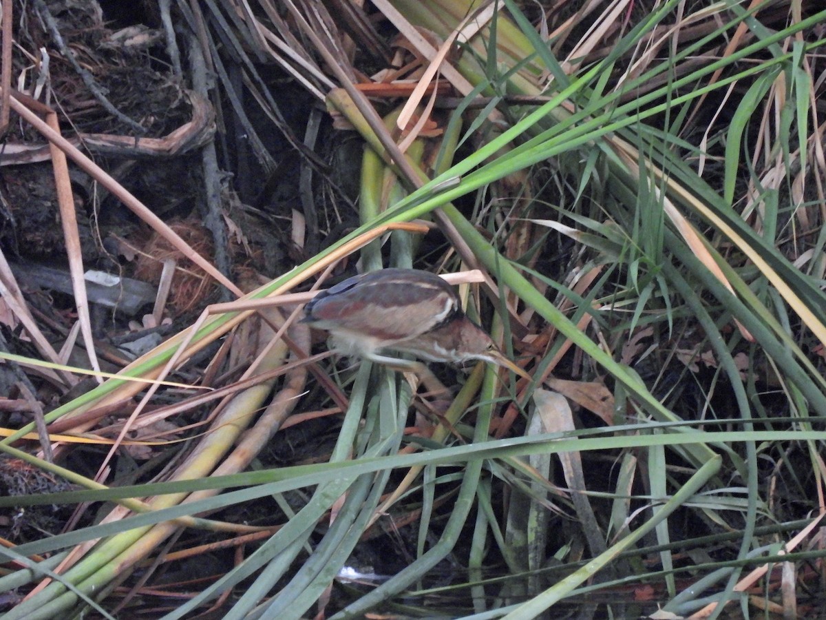 Least Bittern - ML641687867