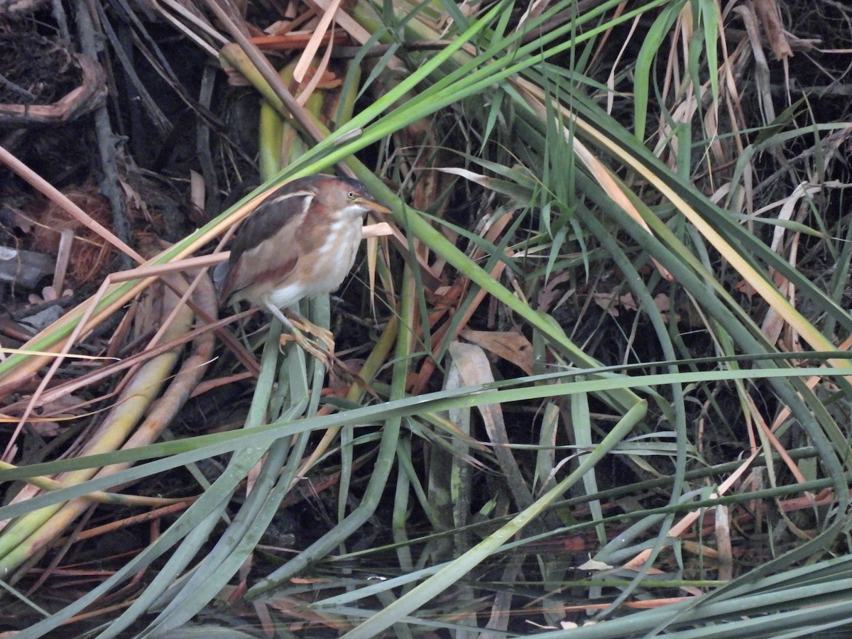 Least Bittern - ML641687868