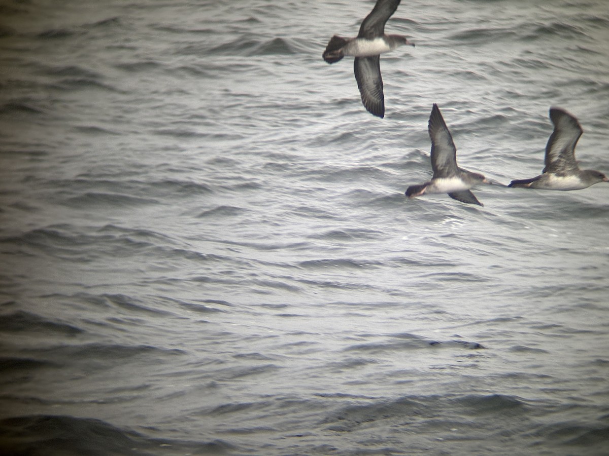 Pink-footed Shearwater - ML641687909