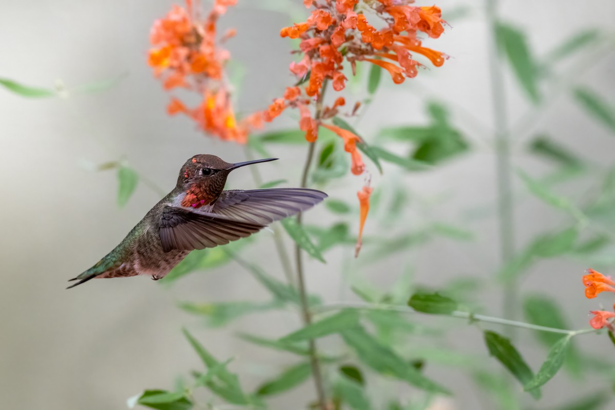 Anna's Hummingbird - ML641687920