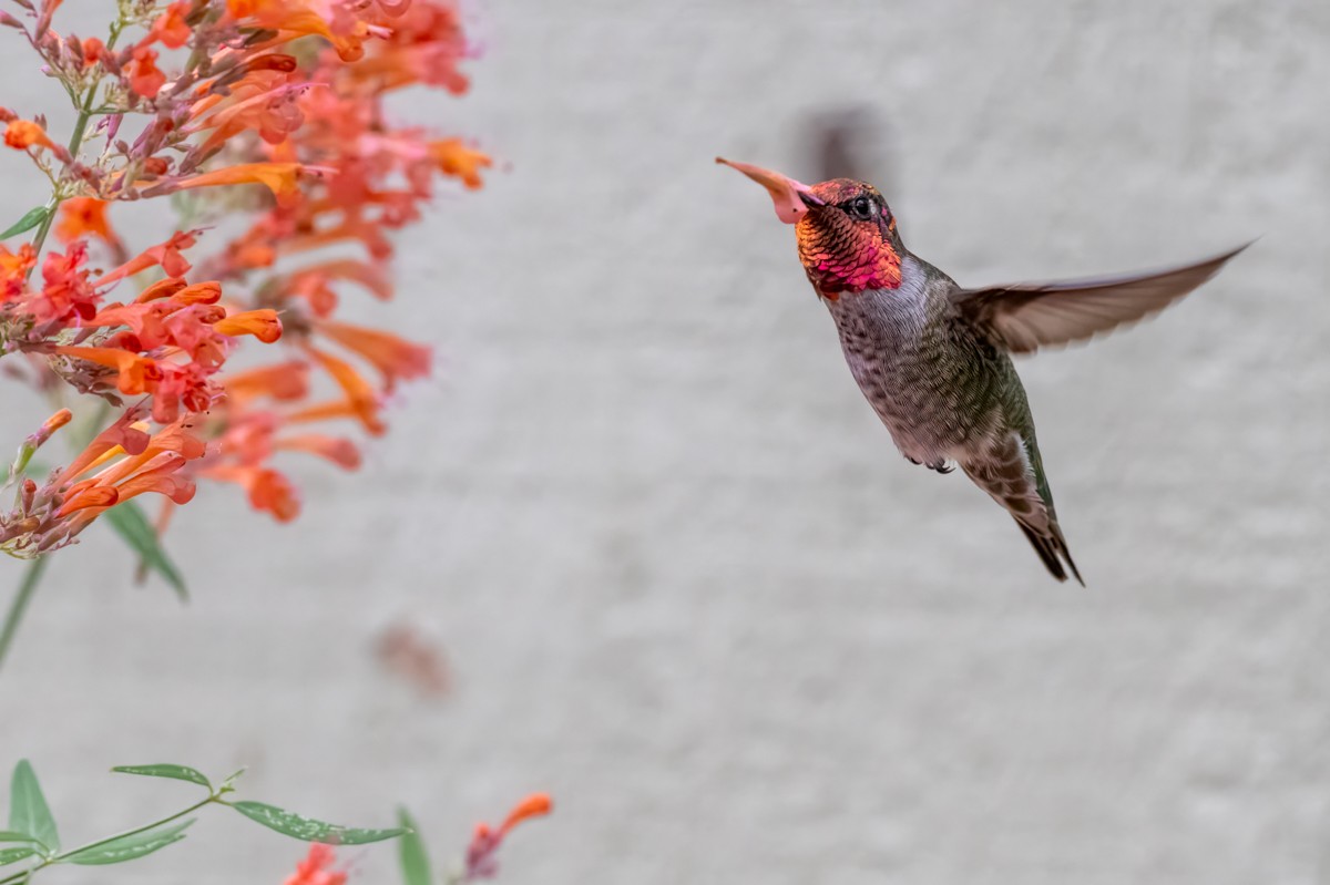 Anna's Hummingbird - ML641687922