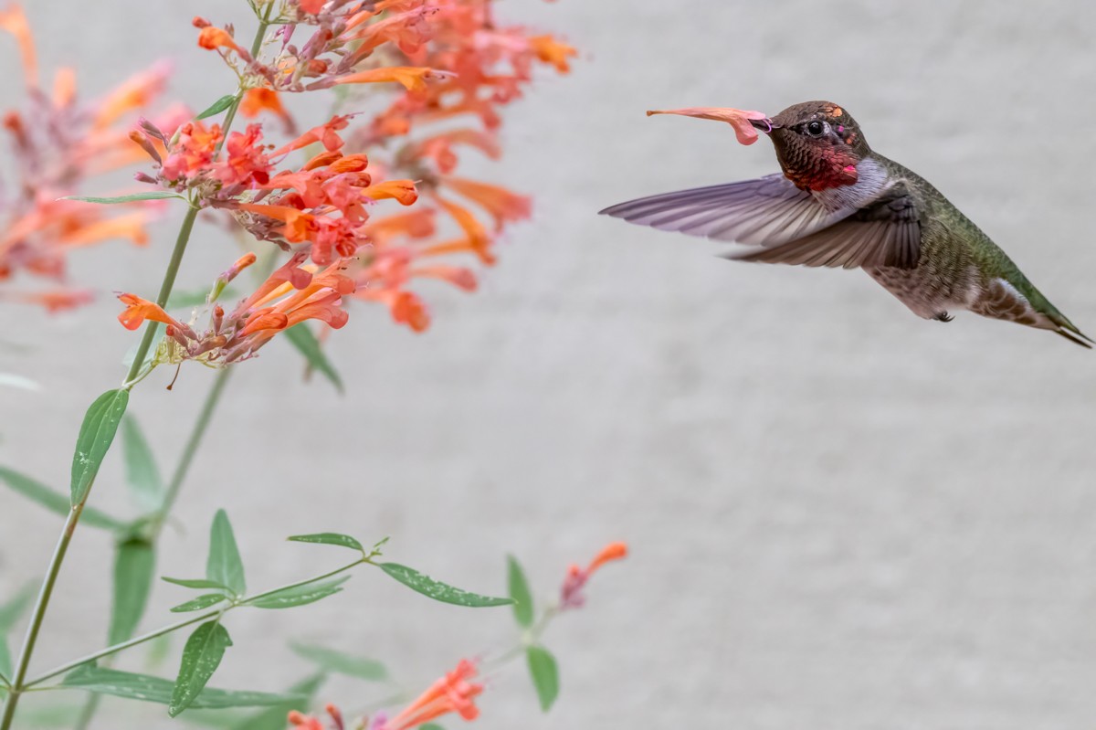 Anna's Hummingbird - ML641687923