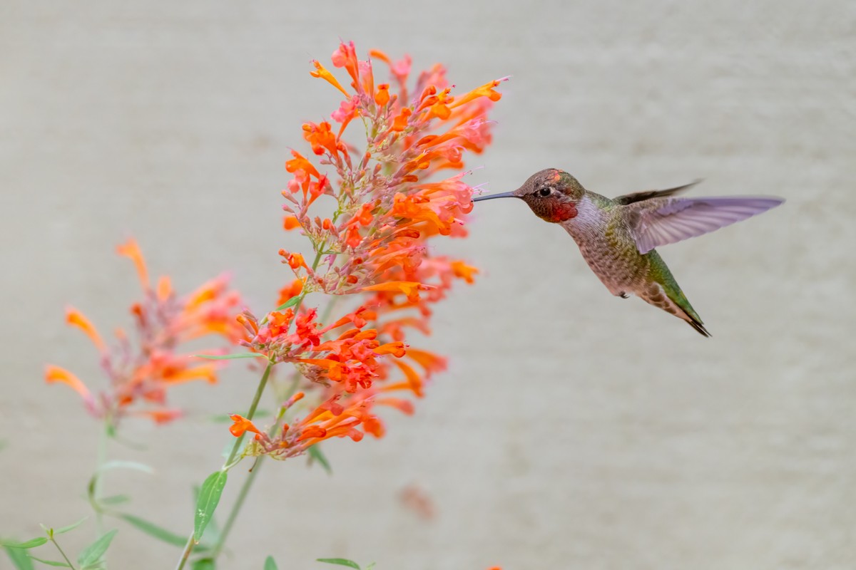 Anna's Hummingbird - ML641687924