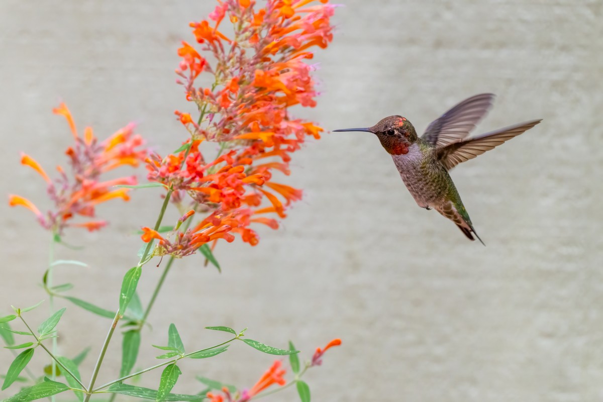 Anna's Hummingbird - ML641687925
