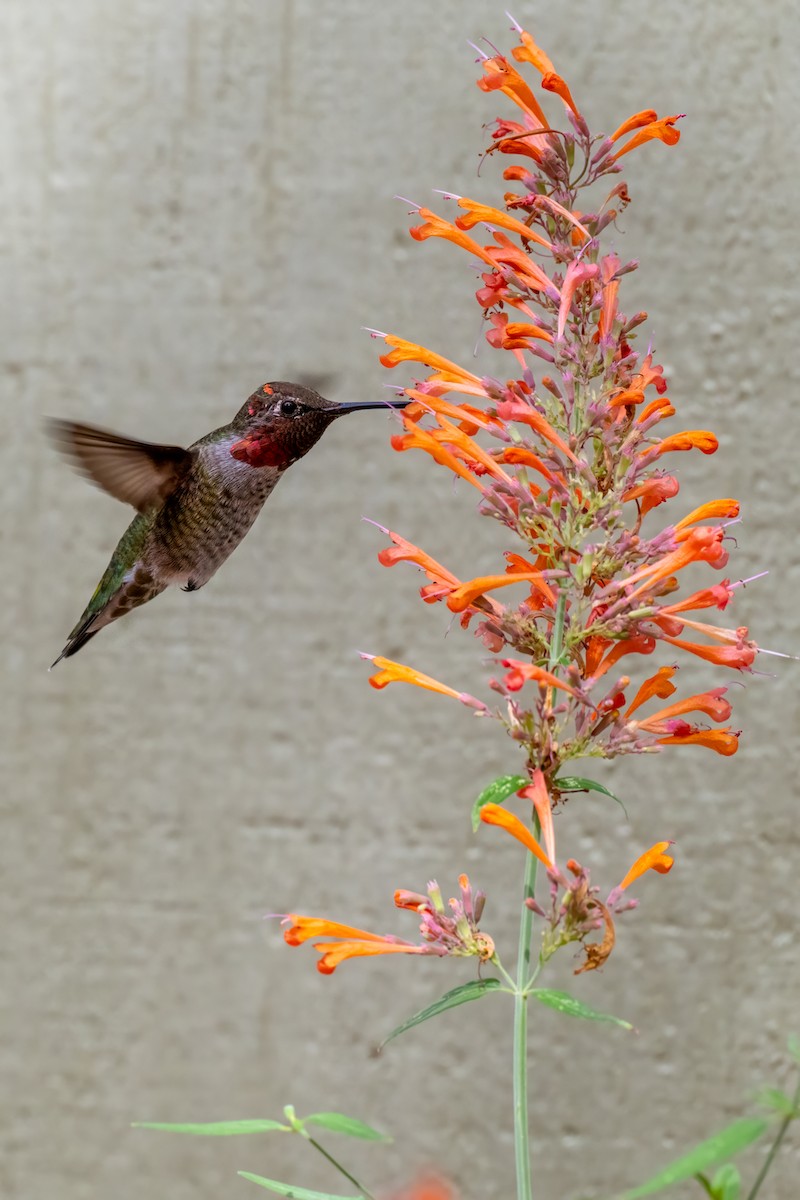 Anna's Hummingbird - ML641687928