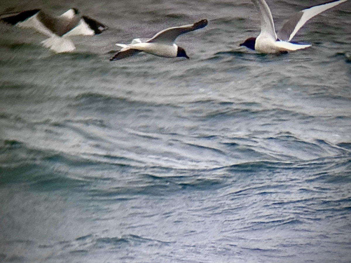 Sabine's Gull - ML641687942