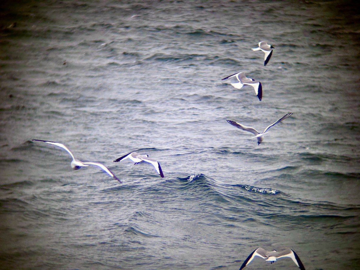 Sabine's Gull - ML641687943