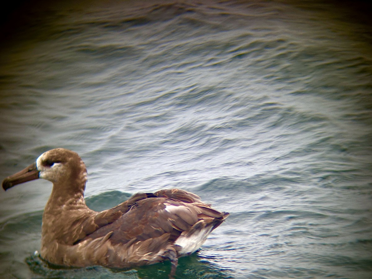 Black-footed Albatross - ML641687948