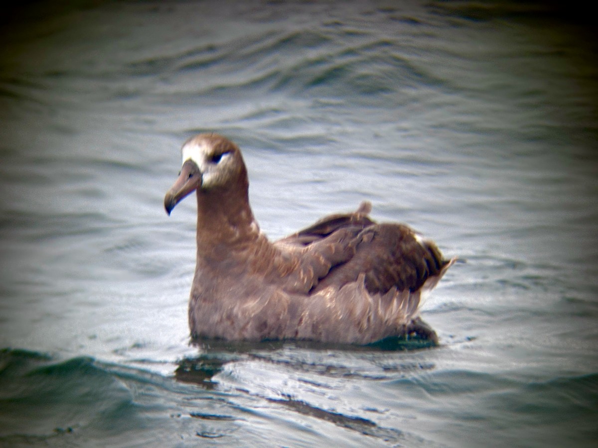 Black-footed Albatross - ML641687949