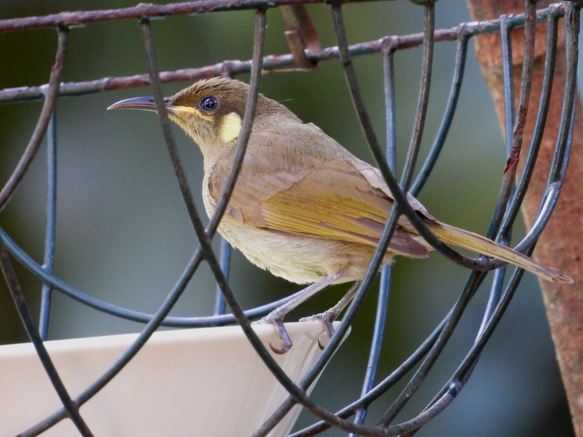Cryptic Honeyeater - ML641687963