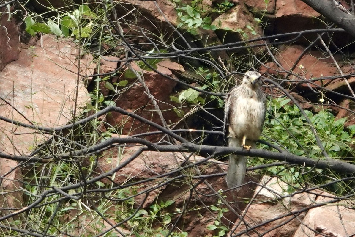 White-eyed Buzzard - ML641688053